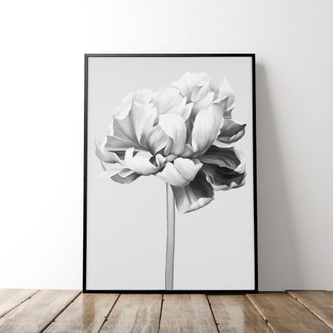 BLACK AND WHITE PEONY